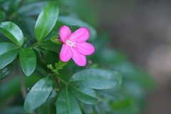Ravenia spectabilis